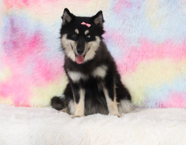 6109ccc Blackie-pomsky puppy-The Puppy Lodge.JPG