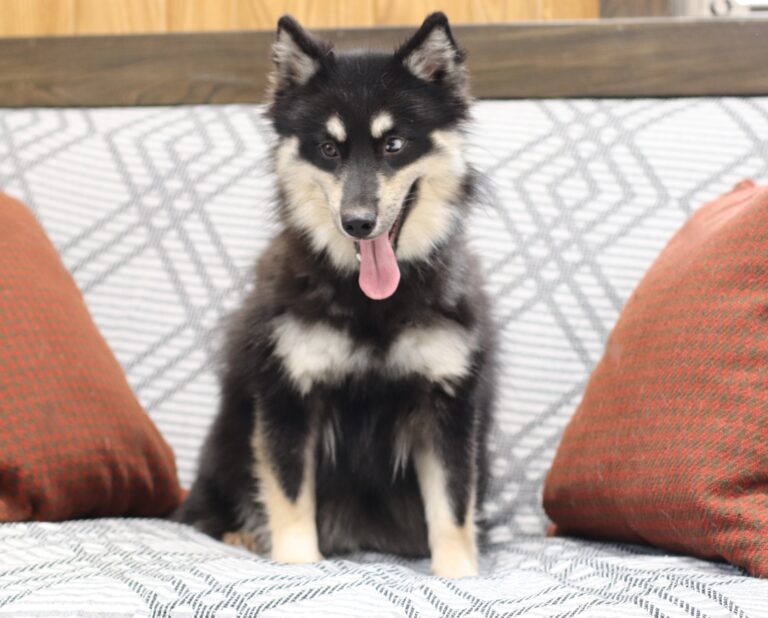 6109p-Blackie-pomsky-puppy-The-Puppy-Lodge-scaled.jpg