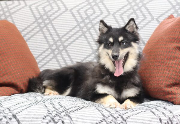 6109ppp-Blackie-pomsky-puppy-The-Puppy-Lodge-scaled.jpg