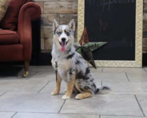 6111-b-Buster-Pomsky-Puppy-The-Puppy-Lodge-scaled.jpg