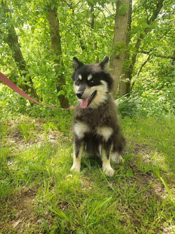 Blackie b pomsky