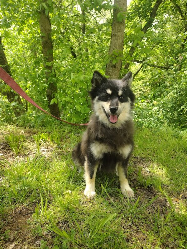 Blackie bbb pomsky