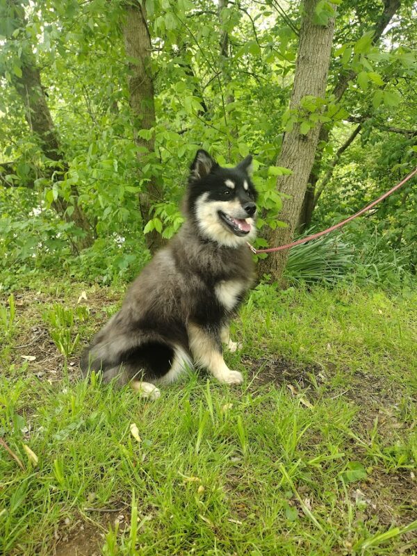 Blackie bbbbbb pomsky