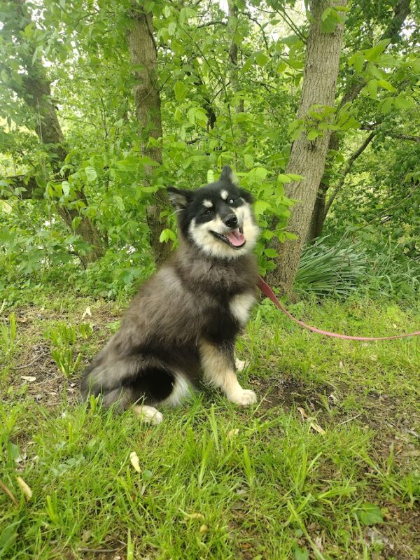 Blackie bbbbbbbb pomsky