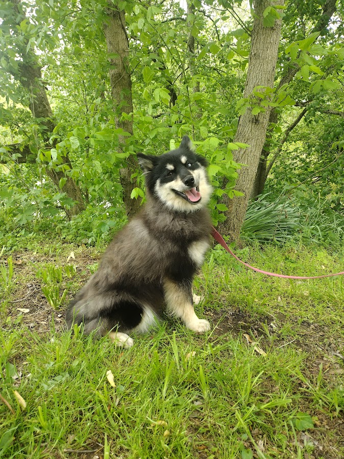 Blackie bbbbbbbb pomsky
