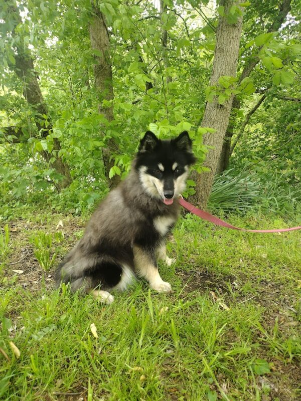 Blackie bbbbbbbbb pomsky