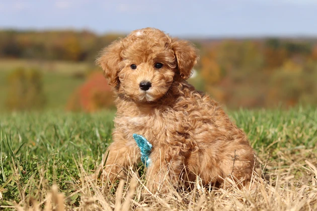 A Puppy Lodge Brown Colored Miniature Poodle Puppy