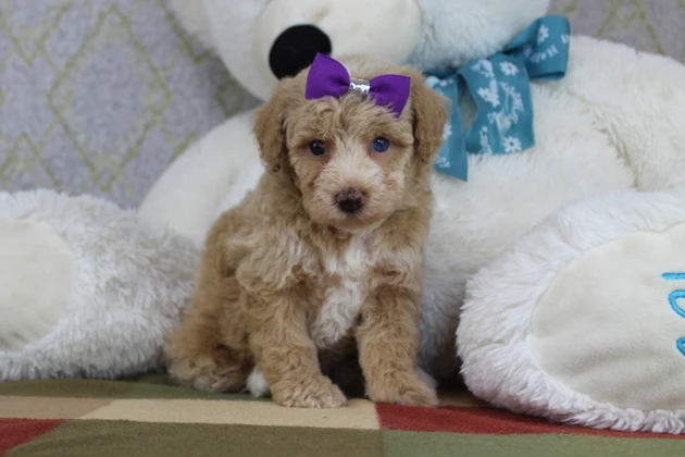 Cute Cream Colored Mini Poodle Puppy