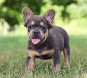 F1485-gabby-Fluffy-French-Bulldog-The-Puppy-Lodge-4.jpg