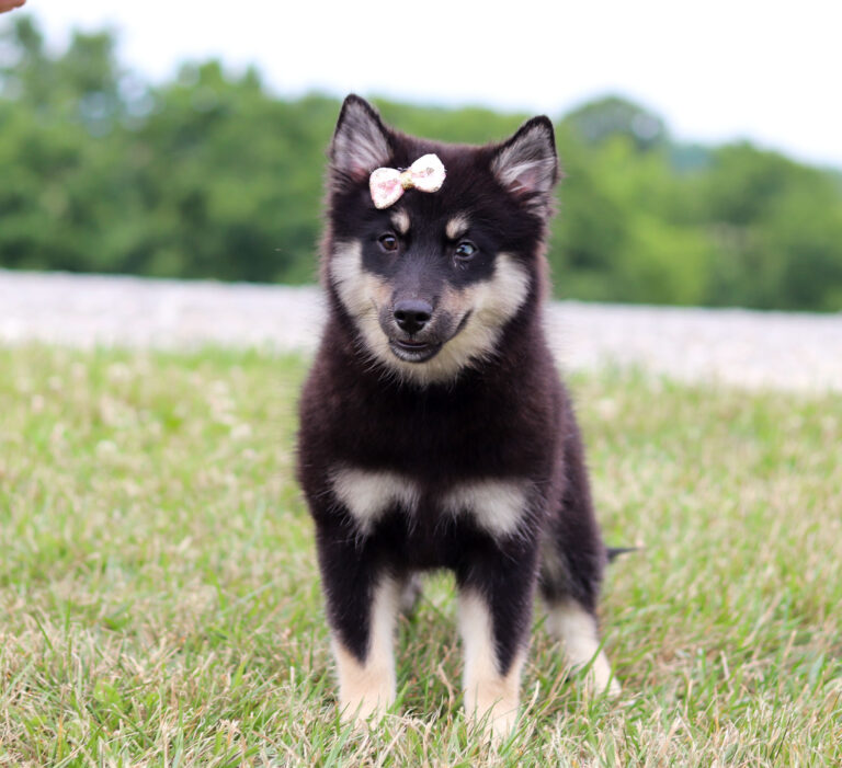 F6109-Blackie-pomsky-puppy-The-Puppy-Lodge-3.jpg