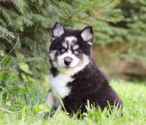 M6047-Hunter-pomsky-puppy-The-Puppy-Lodge-3.jpg