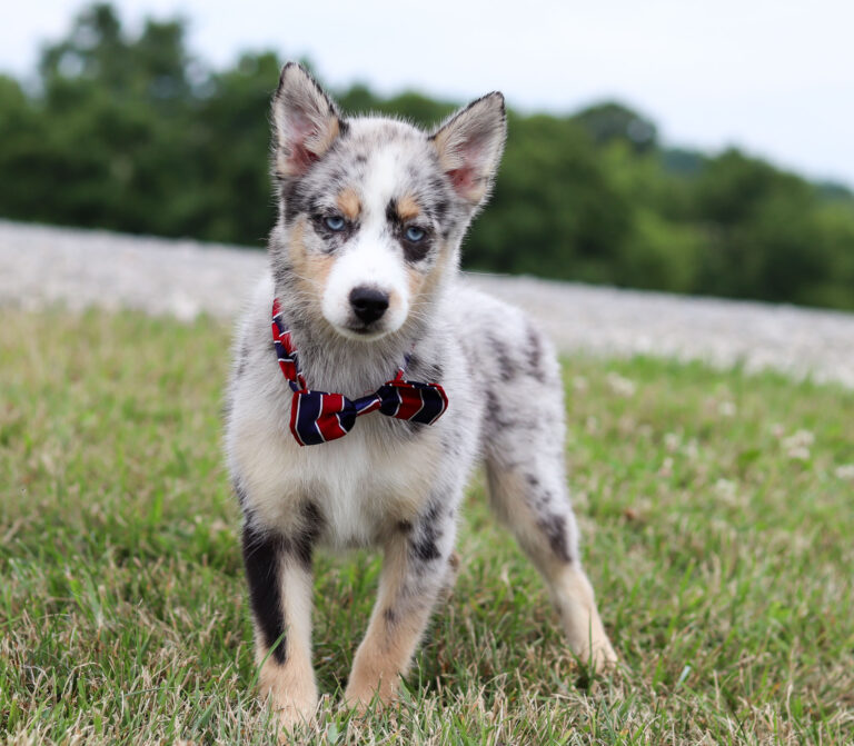 M6111-Buster-Pomsky-Puppy-The-Puppy-Lodge-2.jpg