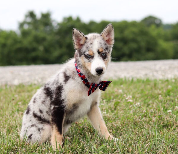 M6111-Buster-Pomsky-Puppy-The-Puppy-Lodge-3.jpg