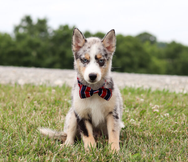 M6111-Buster-Pomsky Puppy-The Puppy Lodge