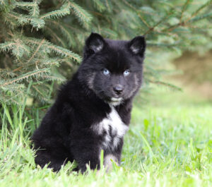 M6198-Justin-pomsky-puppy-The-Puppy-Lodge-4.jpg