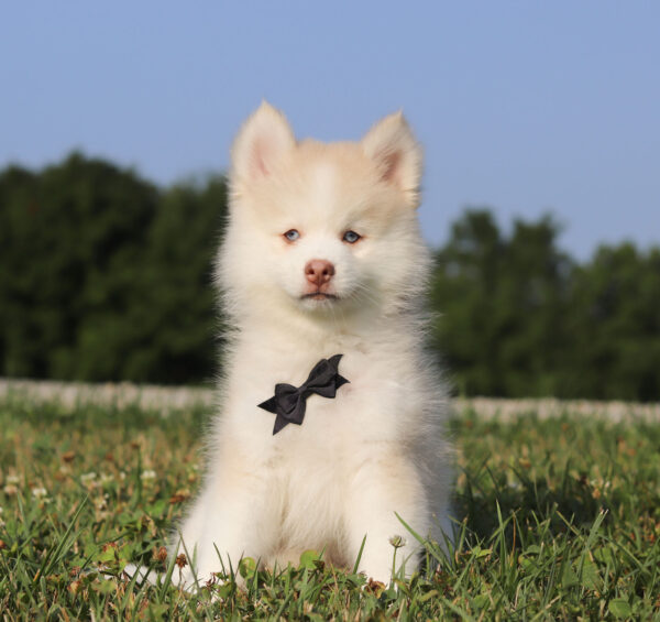 M6247-Glendon-Pomsky-Puppy-The-Puppy-Lodge-1.jpg