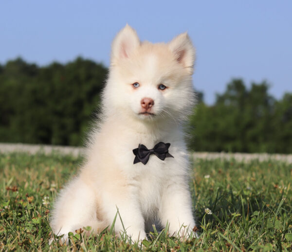 M6247-Glendon-Pomsky-Puppy-The-Puppy-Lodge-2-1.jpg