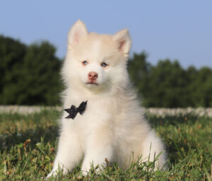 M6247-Glendon-Pomsky-Puppy-The-Puppy-Lodge-3-1.jpg