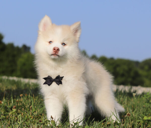 M6247-Glendon-Pomsky-Puppy-The-Puppy-Lodge-4.jpg