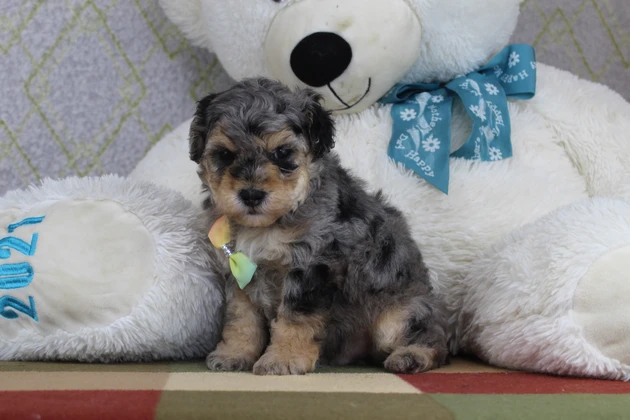 A Tri-Colored Mini Poodle Puppy With A Teddy Bear Toy