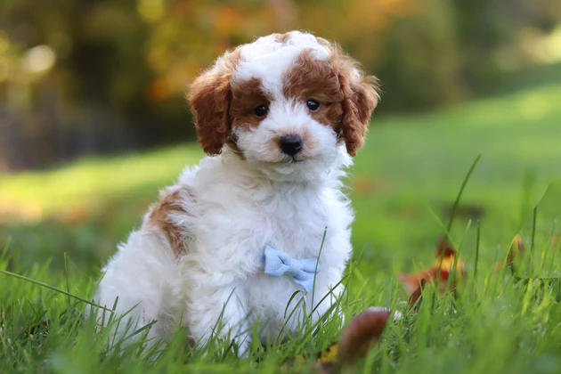 The Cutest Brown and White Miniature Poodle Puppy