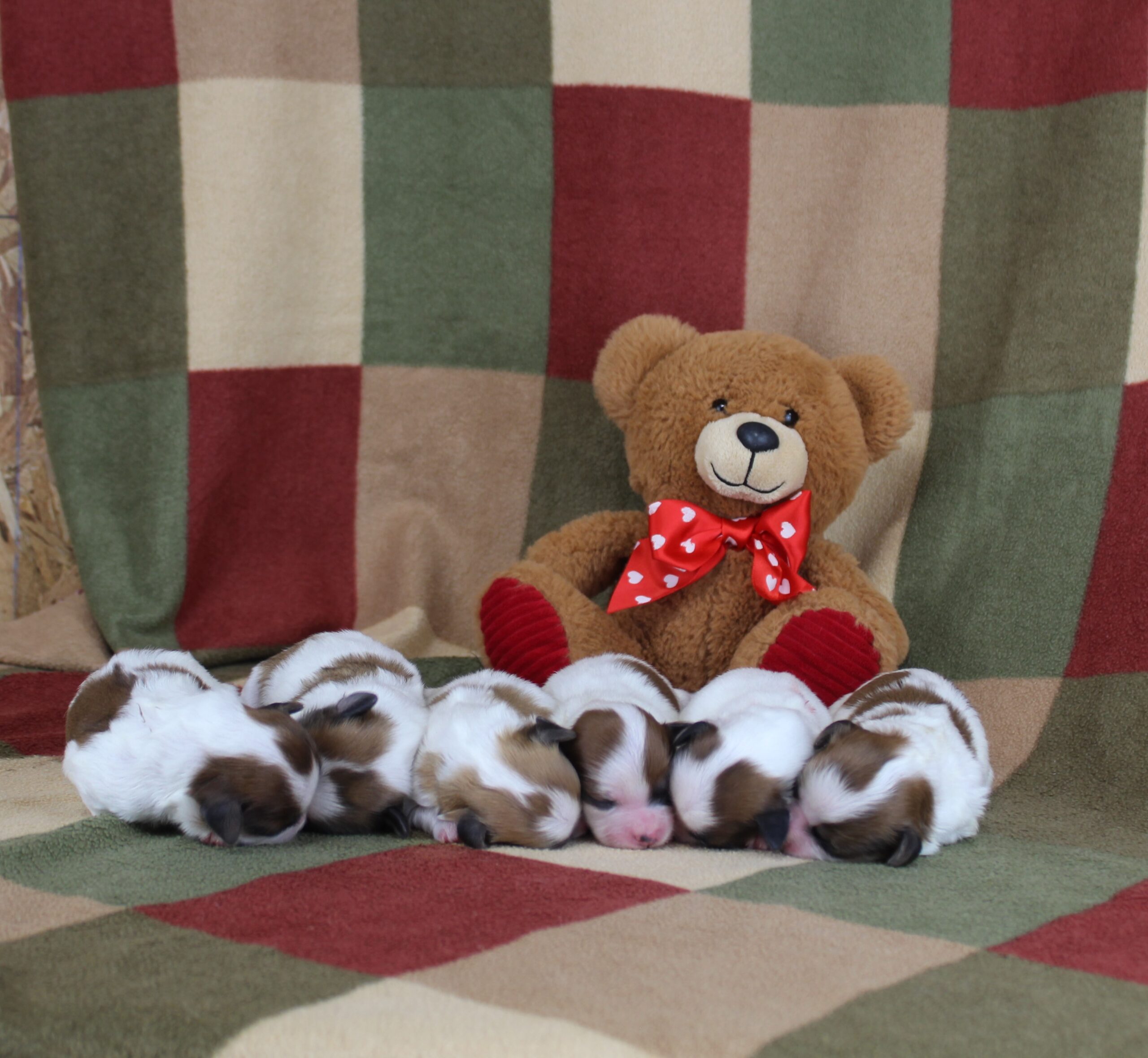 Molly Mae’s Litter Puppy Lodge