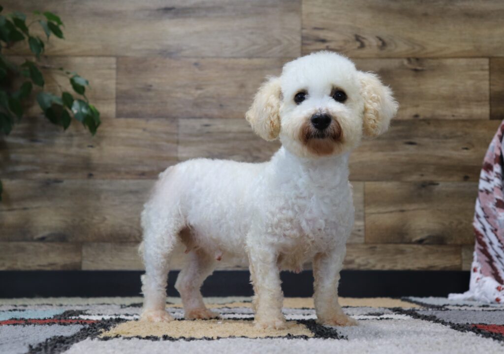 Molly Mae- Bichon female