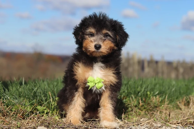 A Beautiful Tri-Colored Miniature Poodle From The Puppy Lodge