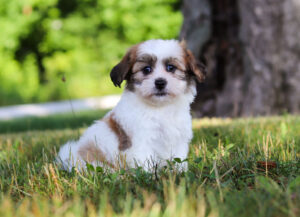 f2798-1-Mia-Teddy-Bear-Puppy-The-Puppy-Lodge-2-scaled.jpg