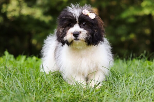 f3559-Bella-Teddy-Bear-Puppy-The-Puppy-Lodge-3-scaled.jpg