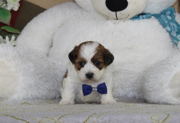 2792 a-Max-Teddy Bear Puppy-The Puppy Lodge.JPG