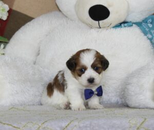 2792-aa-Max-Teddy-Bear-Puppy-The-Puppy-Lodge-scaled.jpg