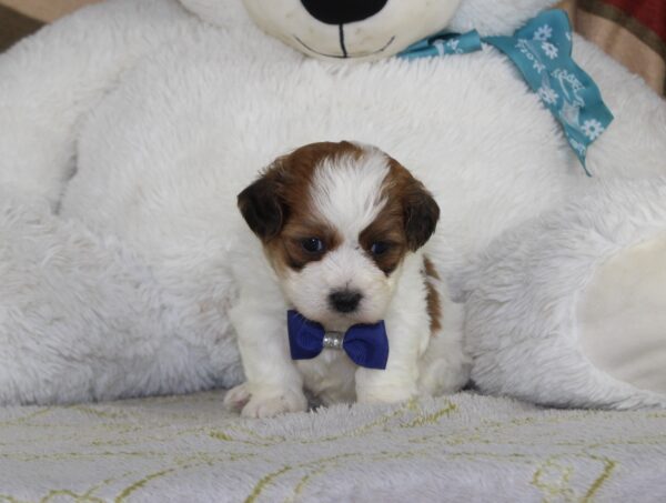 2792-aaa-Max-Teddy-Bear-Puppy-The-Puppy-Lodge-scaled.jpg