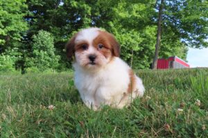 2795-b-Milo-Teddy-Bear-Puppy-The-Puppy-Lodge-scaled.jpg