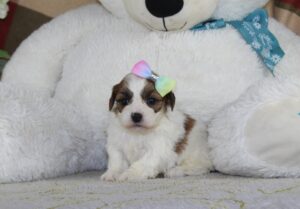 2796aa-Muffin-Teddy-Bear-Puppy-The-Puppy-Lodge-scaled.jpg