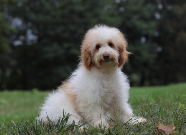 3226-d-Gabriel-Mini-Poodle-Puppy-The-Puppy-Lodge-scaled.jpg