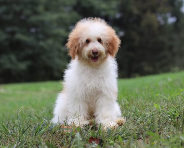 3226-ddd-Gabriel-Mini-Poodle-Puppy-The-Puppy-Lodge-scaled.jpg