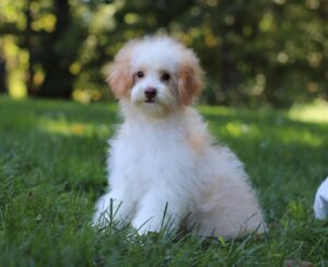 3229 c Greg-Mini Poodle Puppy-The Puppy Lodge.JPG