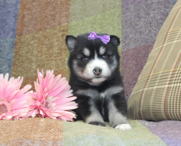 6243a-Gracie-Pomsky-Puppy-The-Puppy-Lodge-scaled.jpg