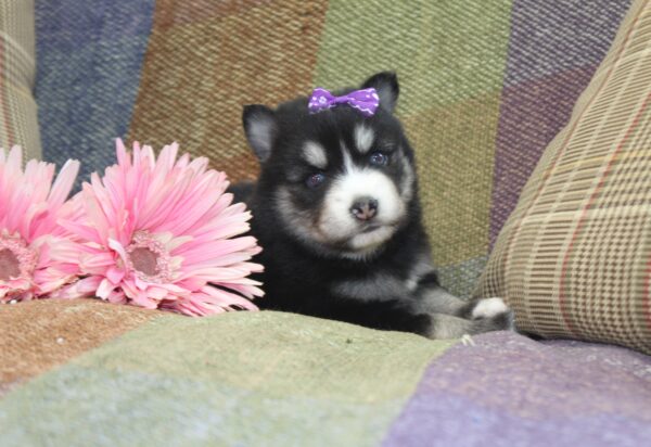 6243aa-Gracie-Pomsky-Puppy-The-Puppy-Lodge-scaled.jpg