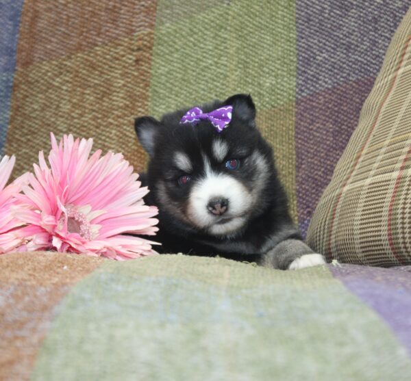 6243b-Gracie-Pomsky-Puppy-The-Puppy-Lodge-scaled.jpg