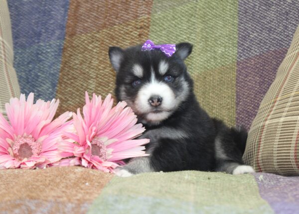 6243bb-Gracie-Pomsky-Puppy-The-Puppy-Lodge-scaled.jpg