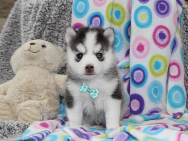 6378-Lesley-Pomsky-The-Puppy-Lodg-scaled.jpg