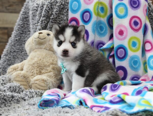 6378-aa-Lesley-Pomsky-The-Puppy-Lodg-scaled.jpg