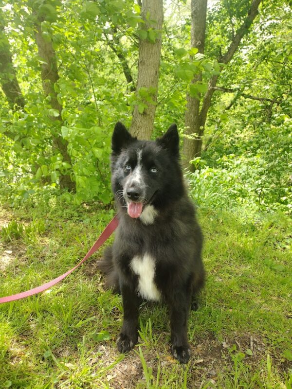 Bingo bb pomsky