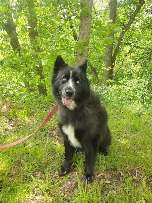 Bingo bbb pomsky