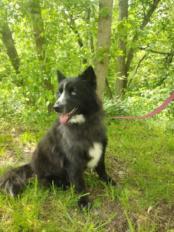 Bingo bbbbbbbb pomsky