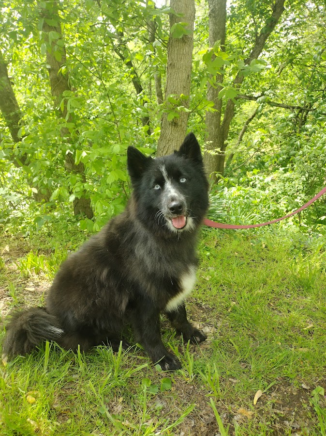 Bingo bbbbbbbbb pomsky