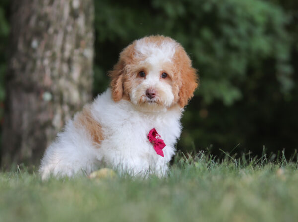 M3226 Gabriel-Mini Poodle Puppy-The Puppy Lodge.jpg