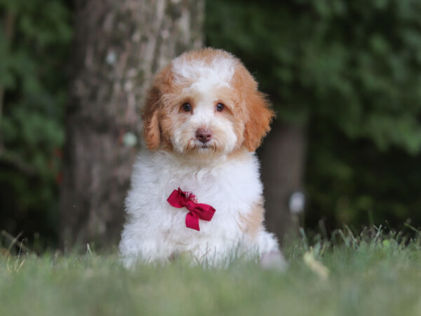 M3226-Gabriel-Mini-Poodle-Puppy-The-Puppy-Lodge-2-scaled.jpg